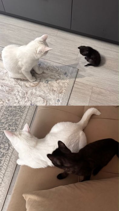 Отдам кошку и котенка в хорошие добрые руки