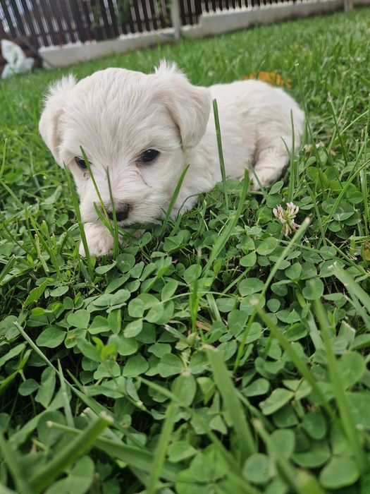 Bichon Maltez de vânzare