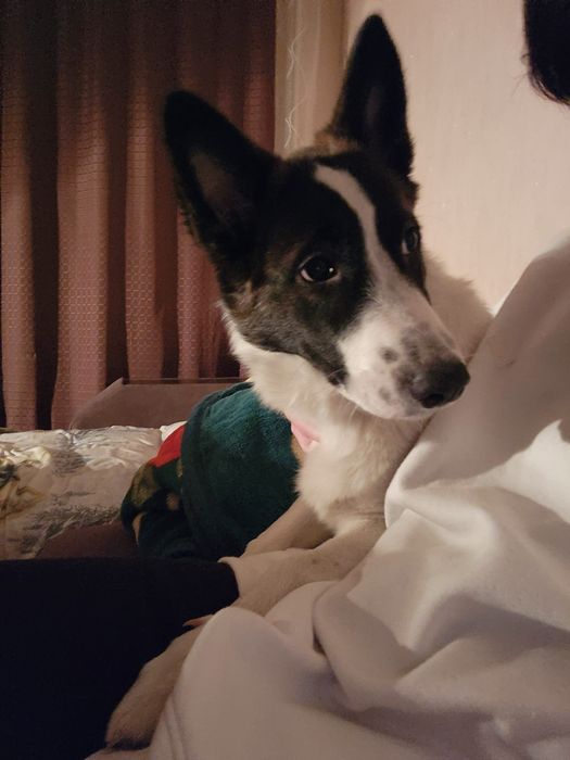 Песик ищет новый дом!