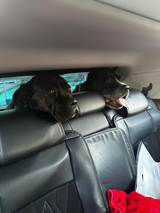 Породистые собаки