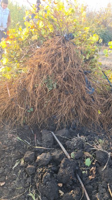 Butasi vita de vie altoiti