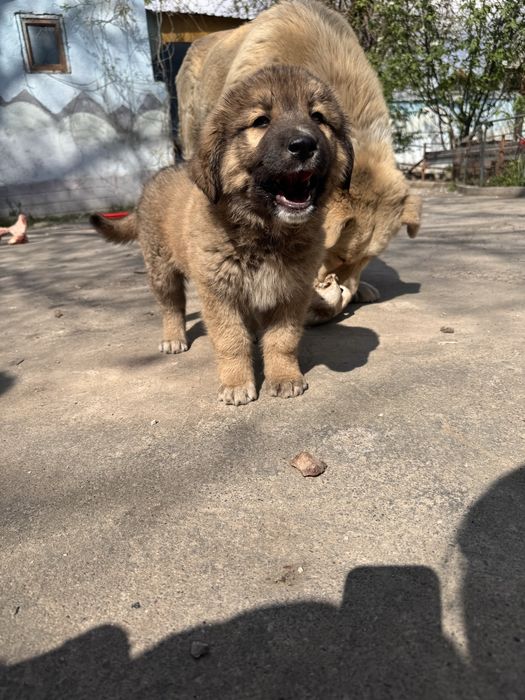 Отдам щенком в добрые руки