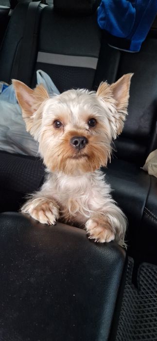 Вязка йорк 15 тыс