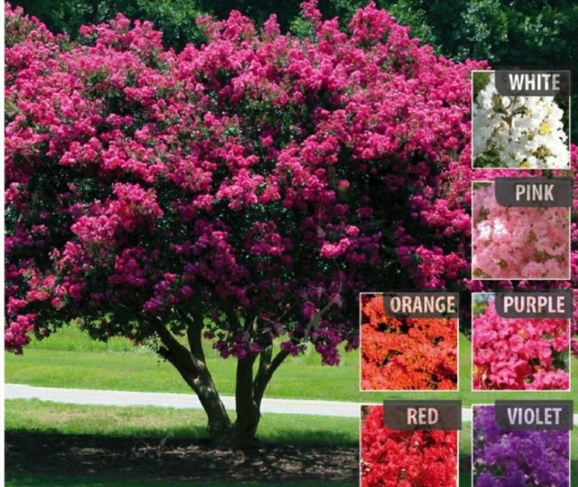 Liliac Indian (Diferite Culori )