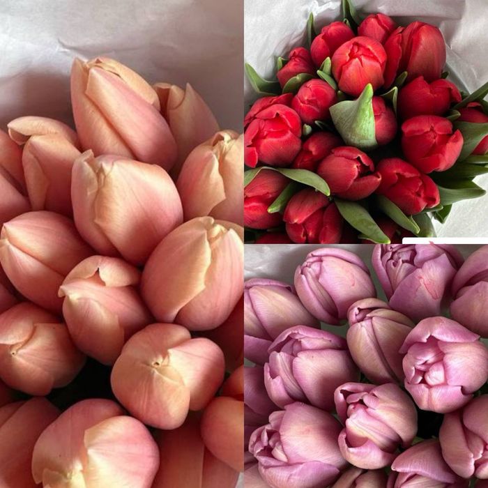 Тюльпаны Лолалар