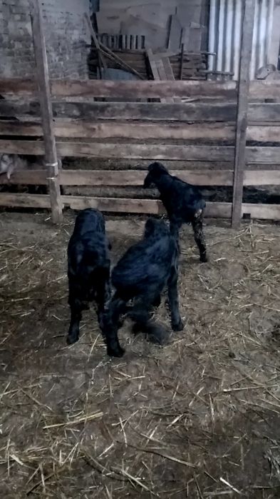 Ona bola sovliq sotiladi