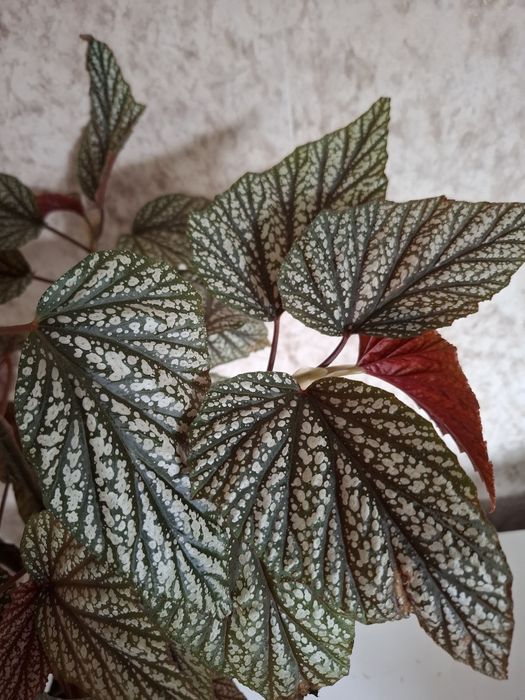 Продам! Домашние цветы! Бегония!