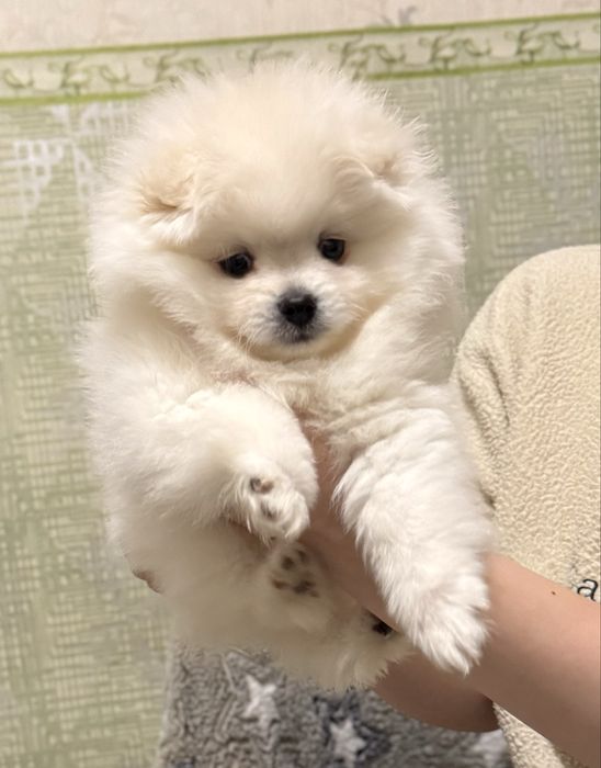 Померанский шпиц