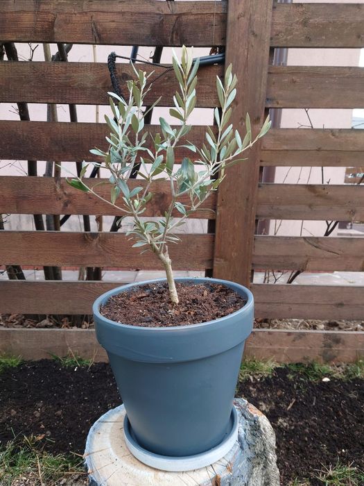 Vând măslin la ghiveci ceramic