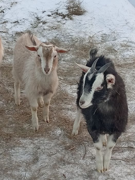Сүтті ешкінің лақтары сатылады