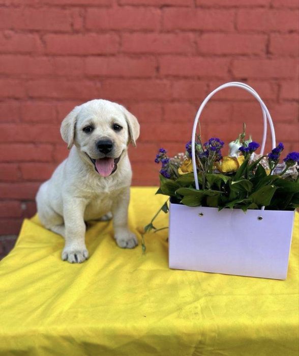 Лабрадоры ретриверы щенки