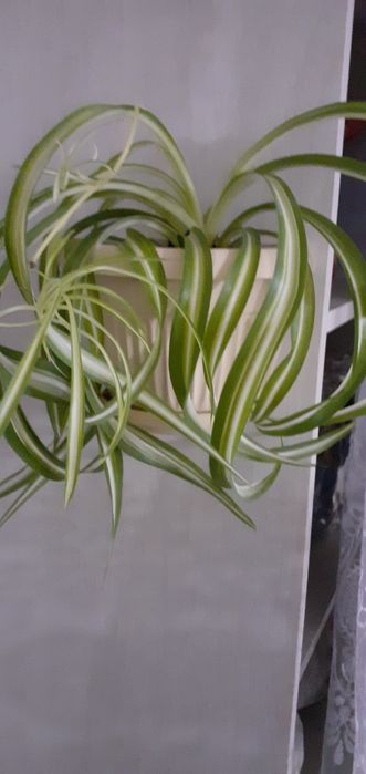 Цветы домашние разные