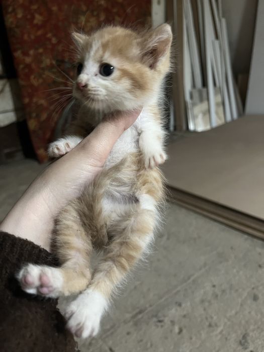 Котенки 1,5 месяца