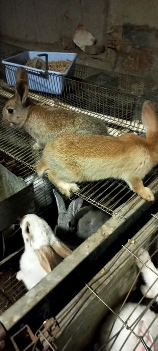 Куёнлар ва болалари сотилади