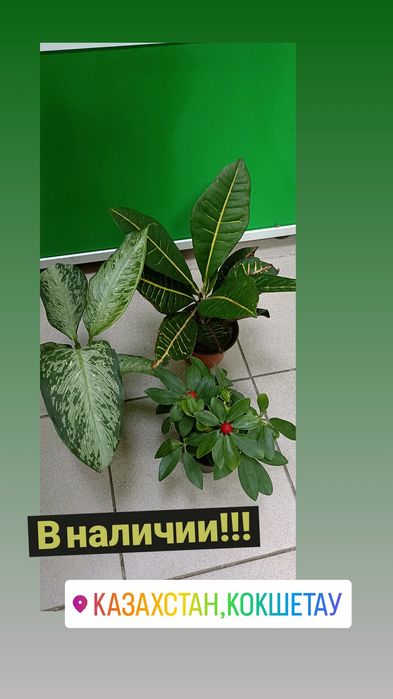 Комнатные цветы в ассортименте