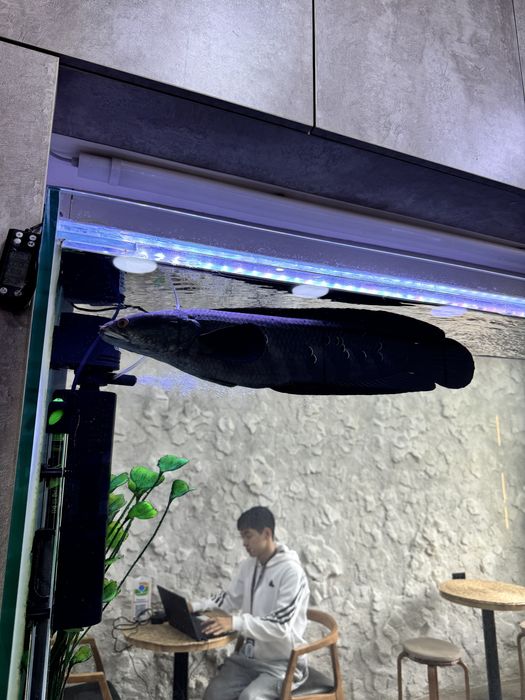 Балыктар сатылады скидкамен