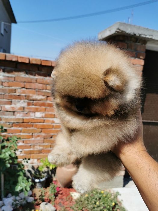 Померан мини