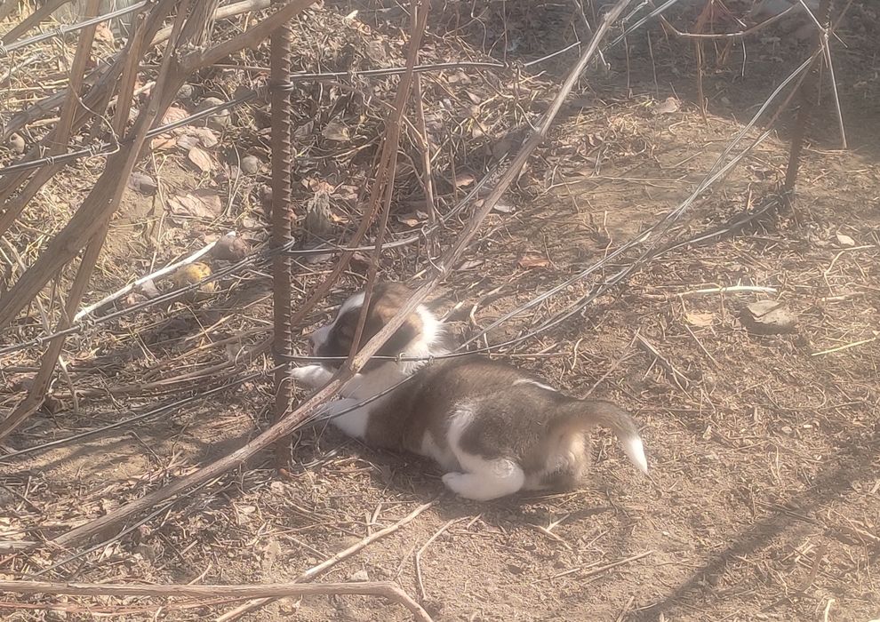 Щенки в добрые руки