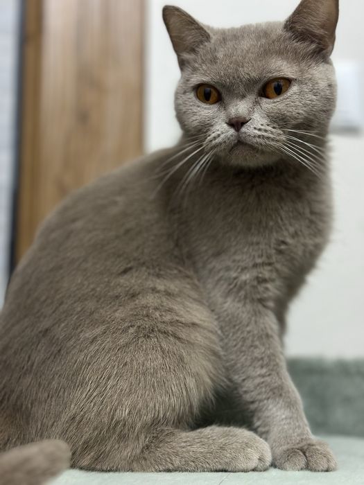 Продаётся британский короткошёрстный кот