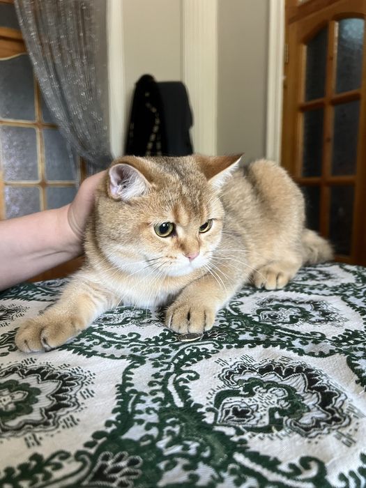 Британский шиншилла мушук боллари