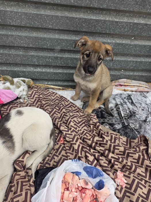 Мишелька девочка 2 месяца