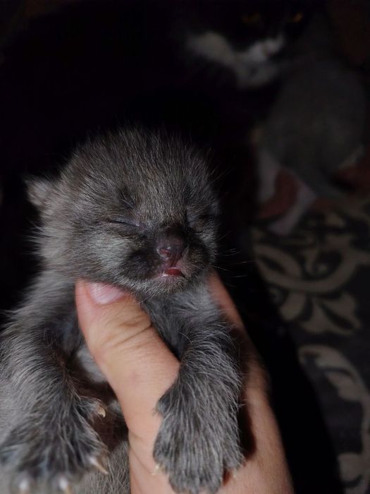 Mushuk sotiladi skotish fold juda chiroyli