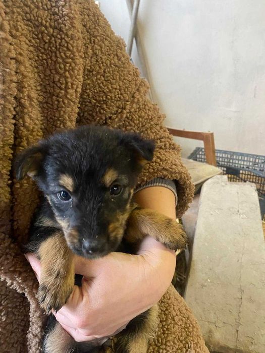 5 cateluse isi cauta familii