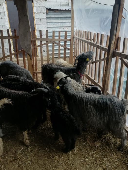 Лакты ешкилер...