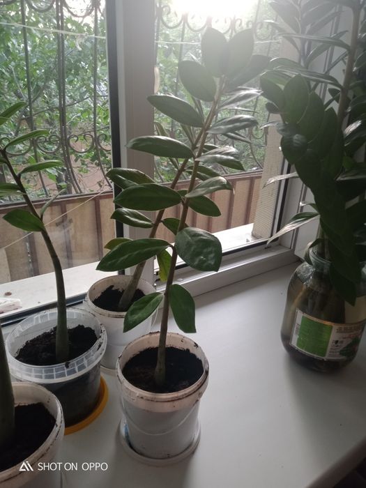 Цветы, долларовое дерево