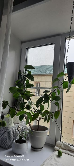 продам лимоны плодоносящие