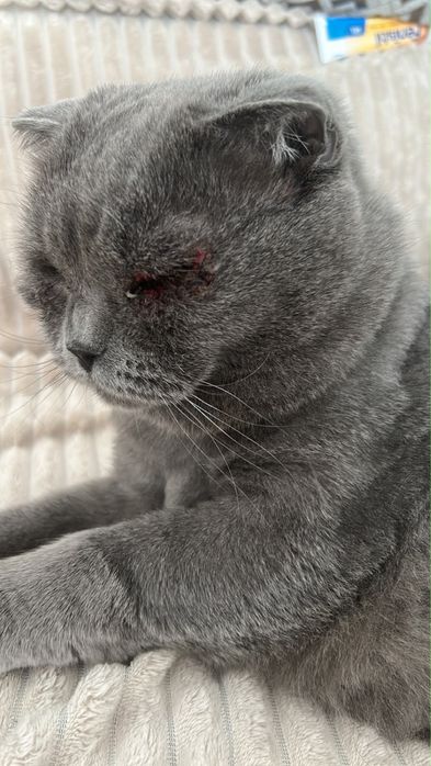 Scotish Fold in varsta de 6 ani, motanel, spre adoptie