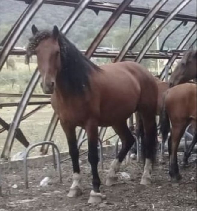 Жеребцы Кушумской породы