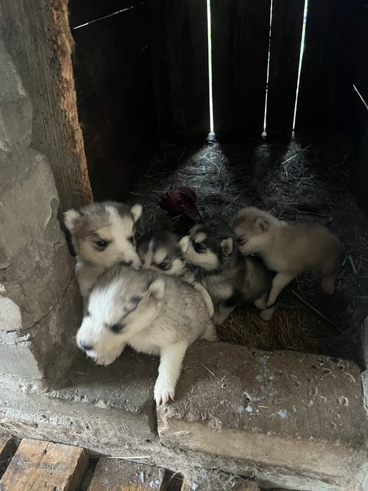 Продам щенят хасски