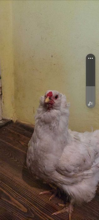 Araucana alb pereche.