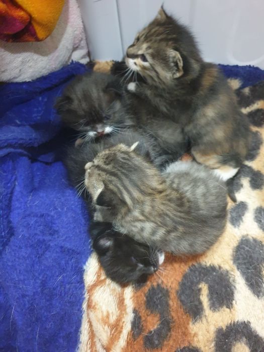 Отдам котят бесплатно