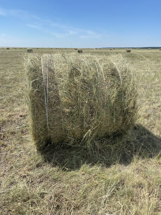 Продам сено в рулонах