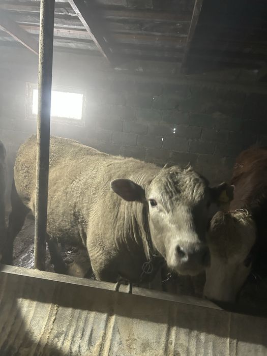 Продается бычки откорм