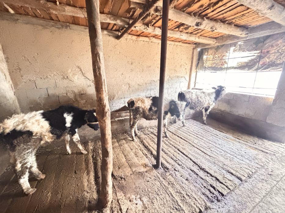 Үш бұзау сатылады