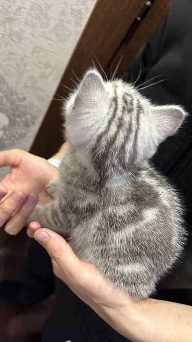 Продаются котята