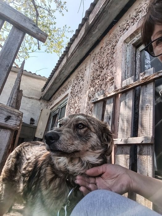 Отдам в добрые руки