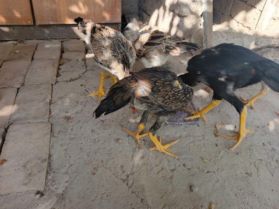 Zotli Dakan jo'jalar
