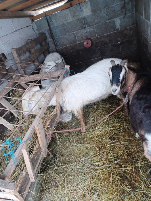 Țap vârsta 2ani montează foarte bine si capră gestanta