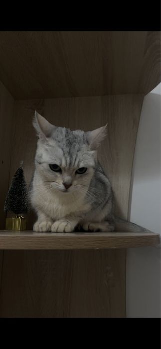 Британская шиншилла