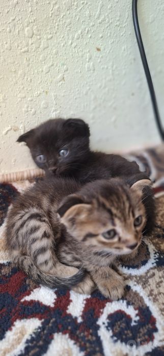 Шотландский котята