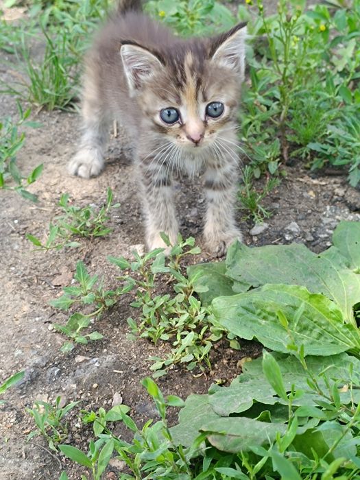Есть котята ,от брошенной кошки