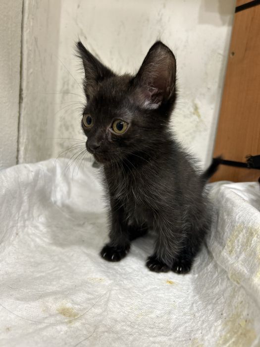 Маленький котенок ищет любящий дом