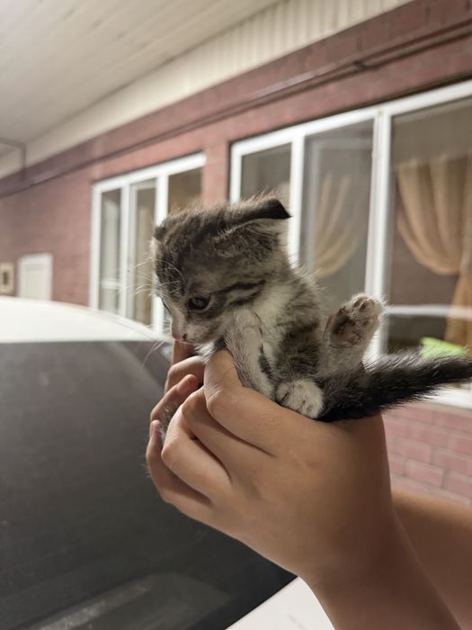 котенок девочка отдам