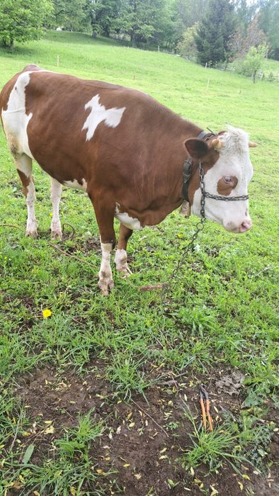 Vând sau schimb junincă de 2 ani cu oi turcane