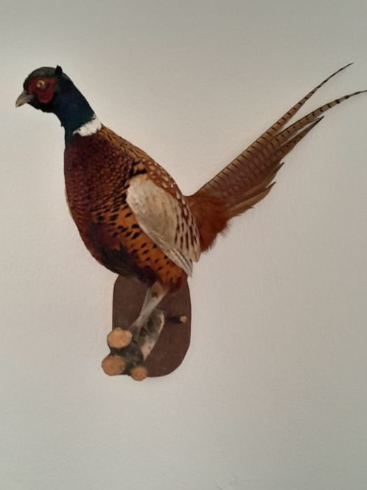 Păsări naturalizate (împăiate)