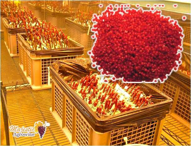 Parafina altoit hormoni si funcigide - REBWACHS - produsul original